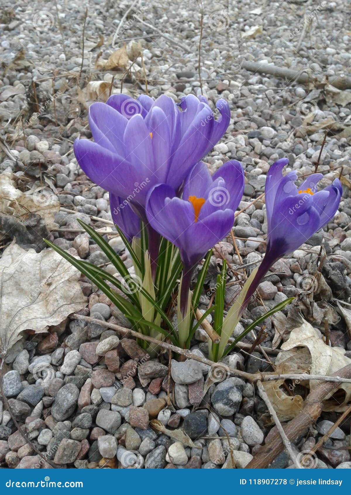 Flower stock photo. Image of purple, green, flower, spring 118907278