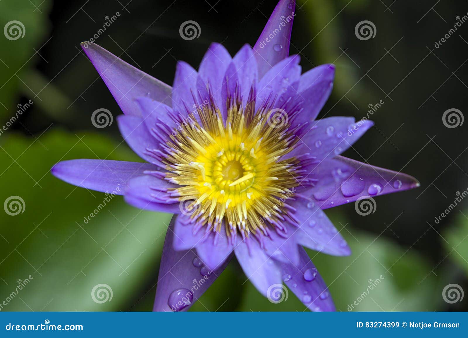 Flower Purple White and Yellow Stock Image Image of color, colorful