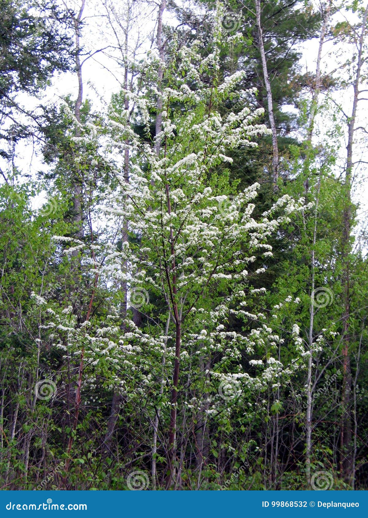 flower in quebec. canada, north america.