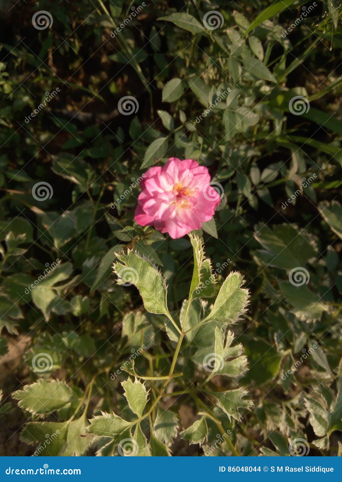 Flower queen stock photo. Image of called, rose, queen 86048044