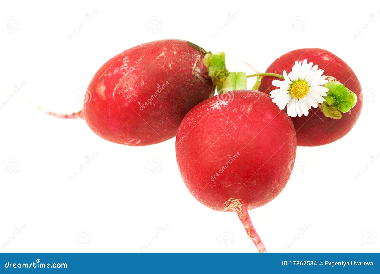Flower and Radish Isolated on White Stock Photo Image of green