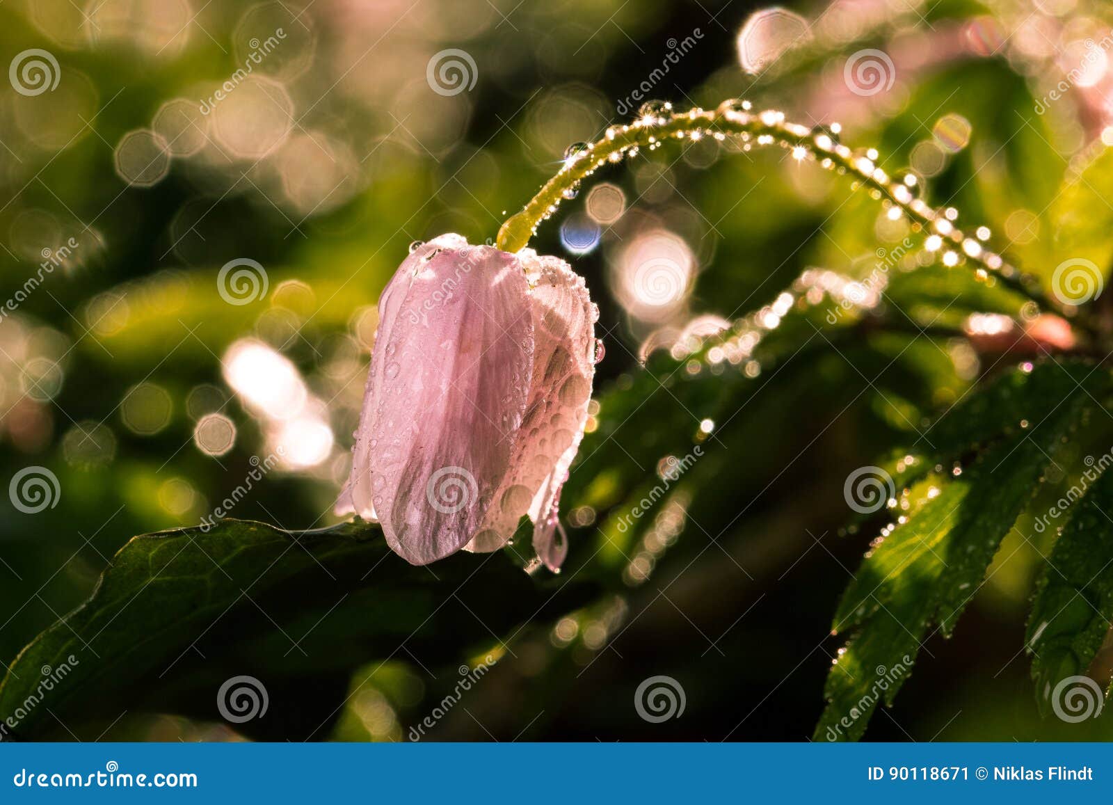 Flower after Rain in Green Lush Stock Image Image of floor, bright