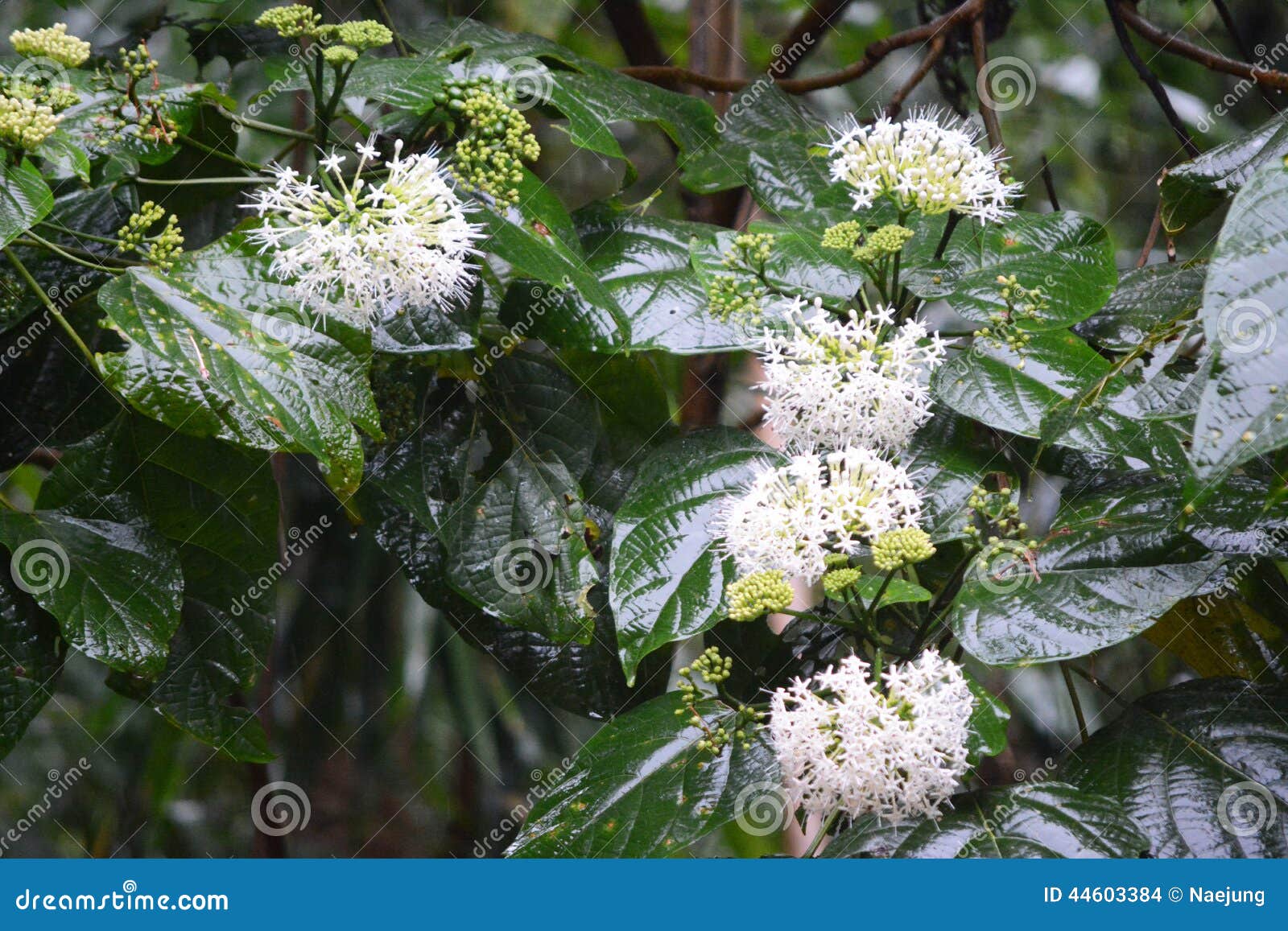 White flower after rain with tree leaf