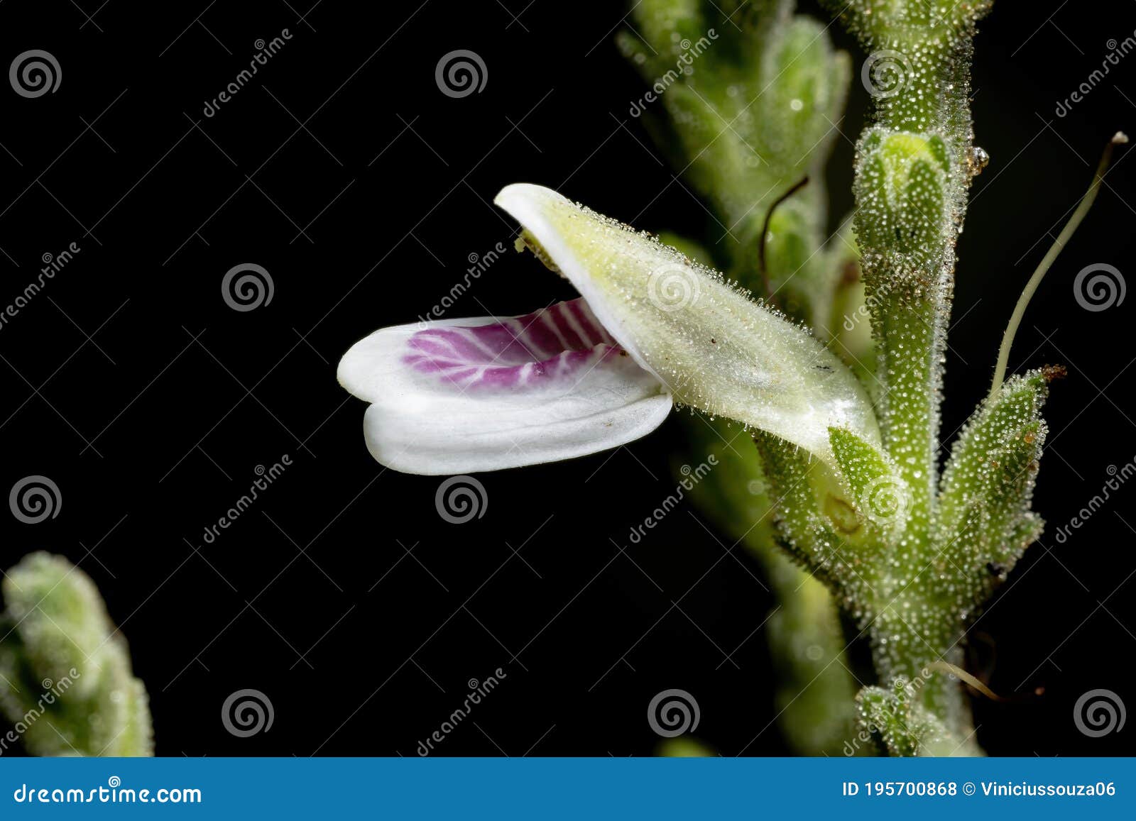 flower of a brazilian cerrado plant