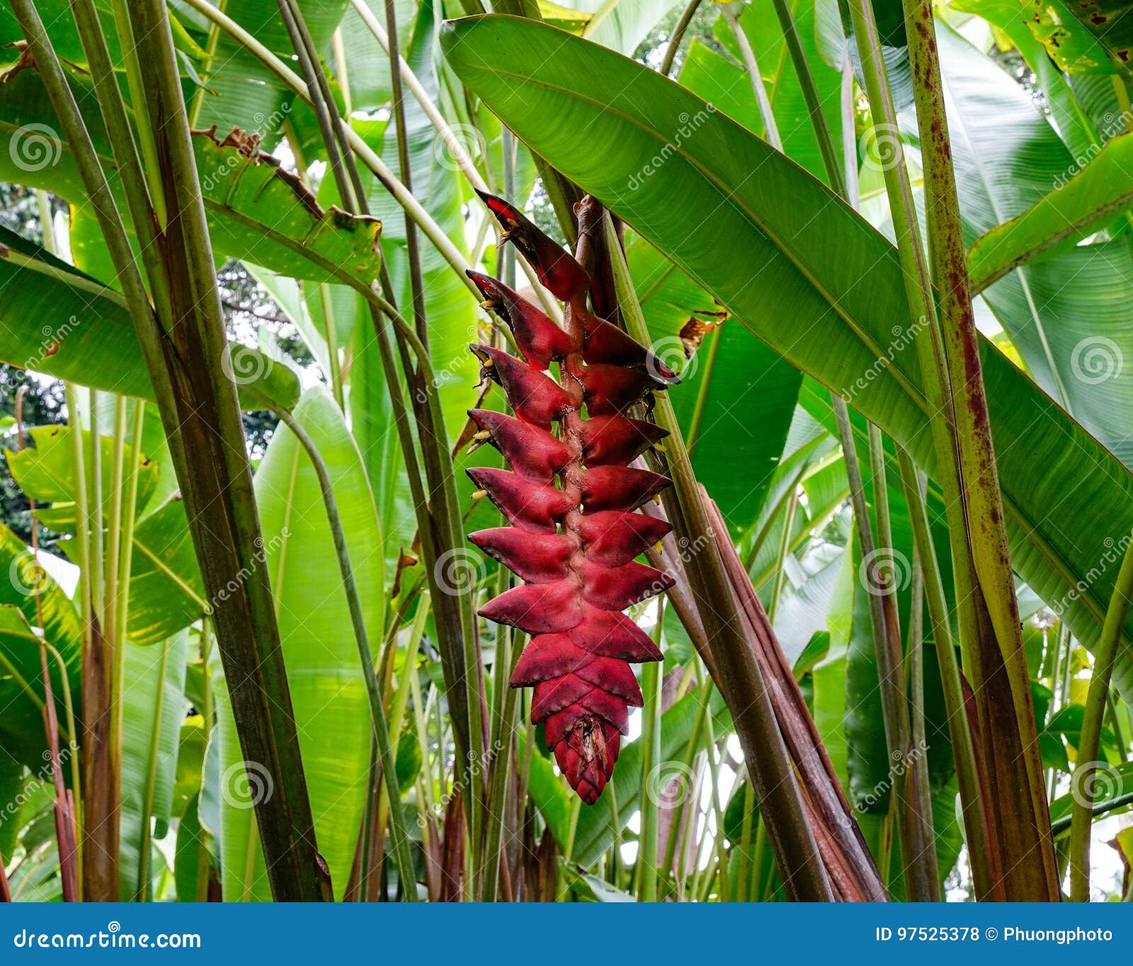 Flower of Ravenala Madagascariensis Stock Photo - Image of leaf, pattern:  97525378