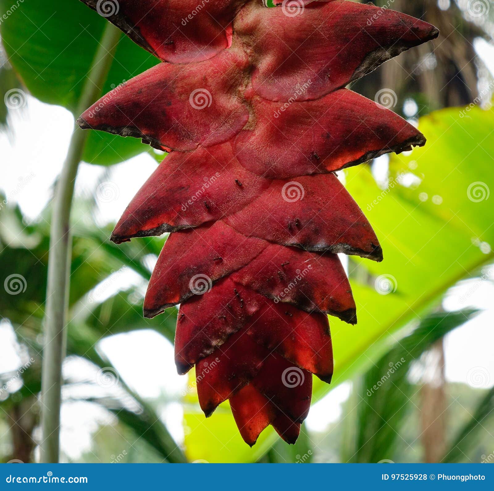 Flower of Ravenala Madagascariensis Stock Photo - Image of flower, circle:  97525928