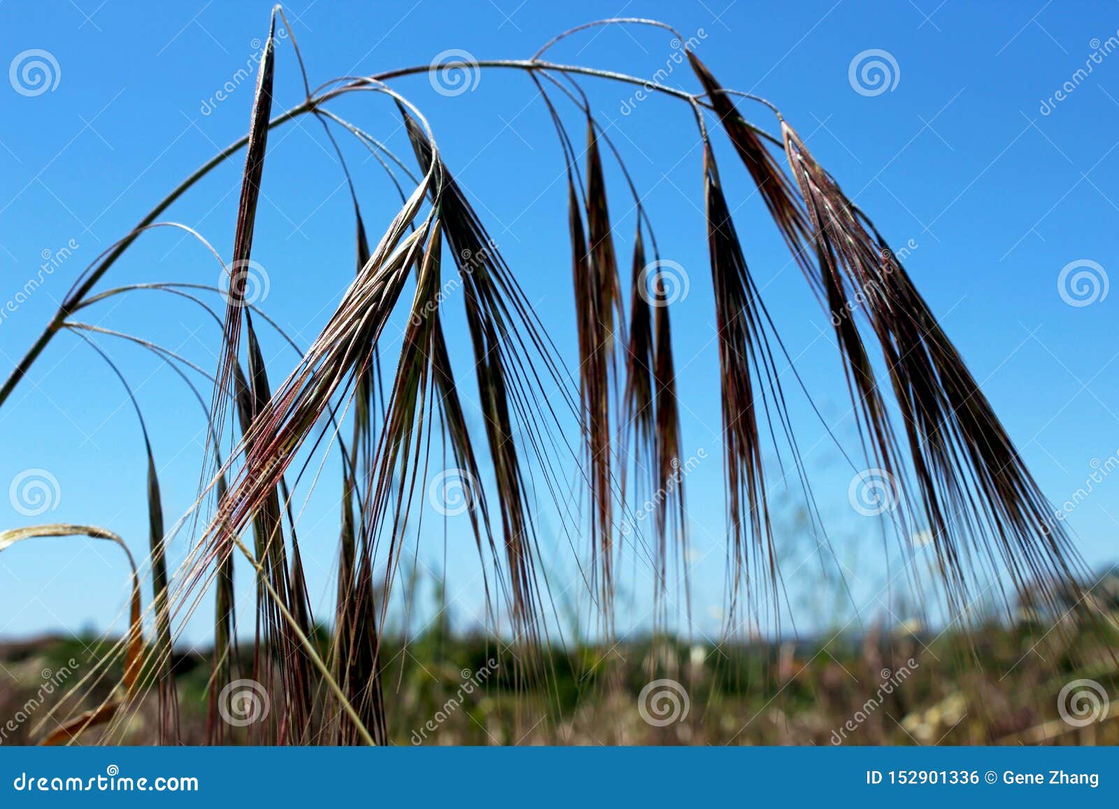 Red Brome