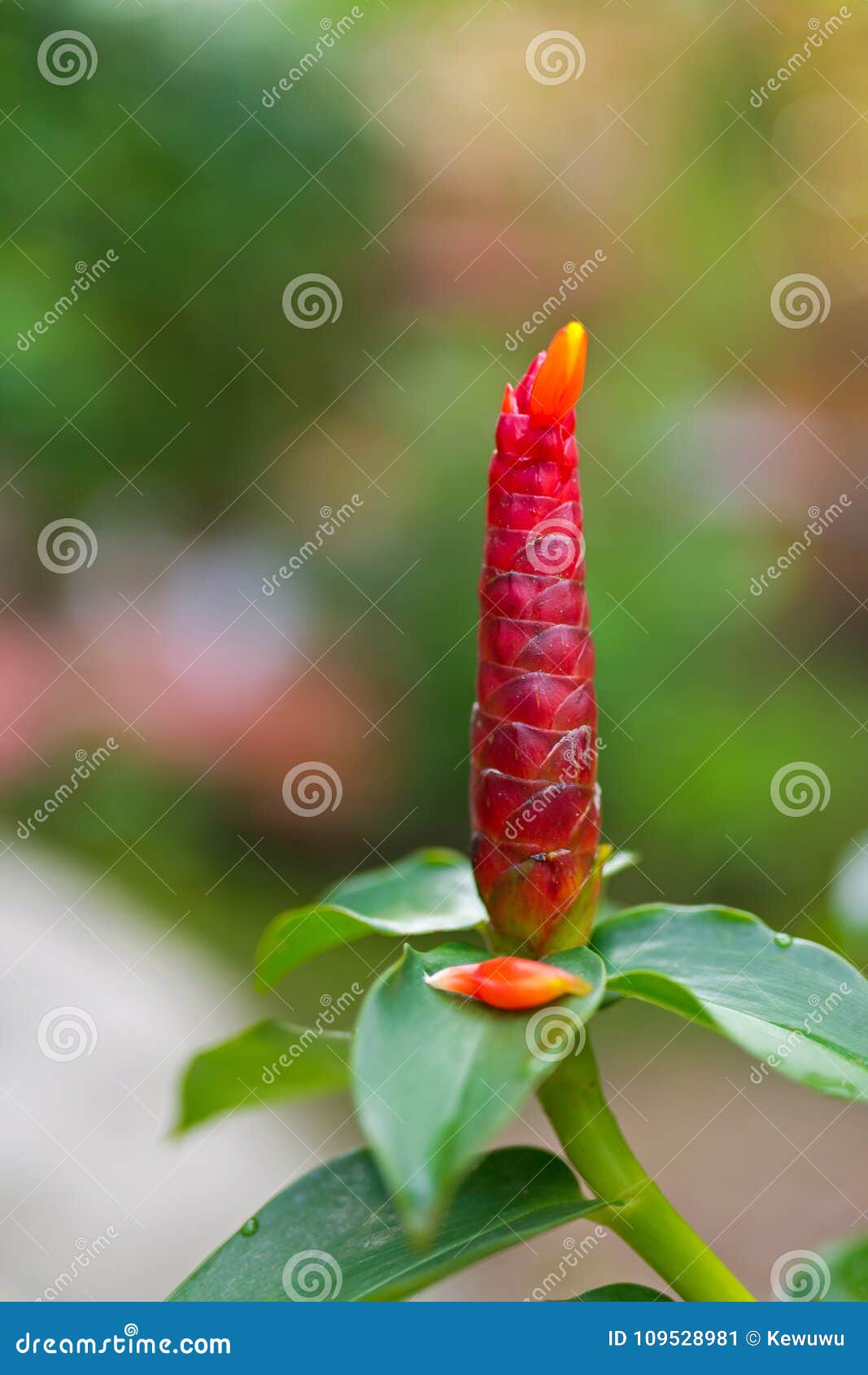 difference between spiral ginger and red button ginger