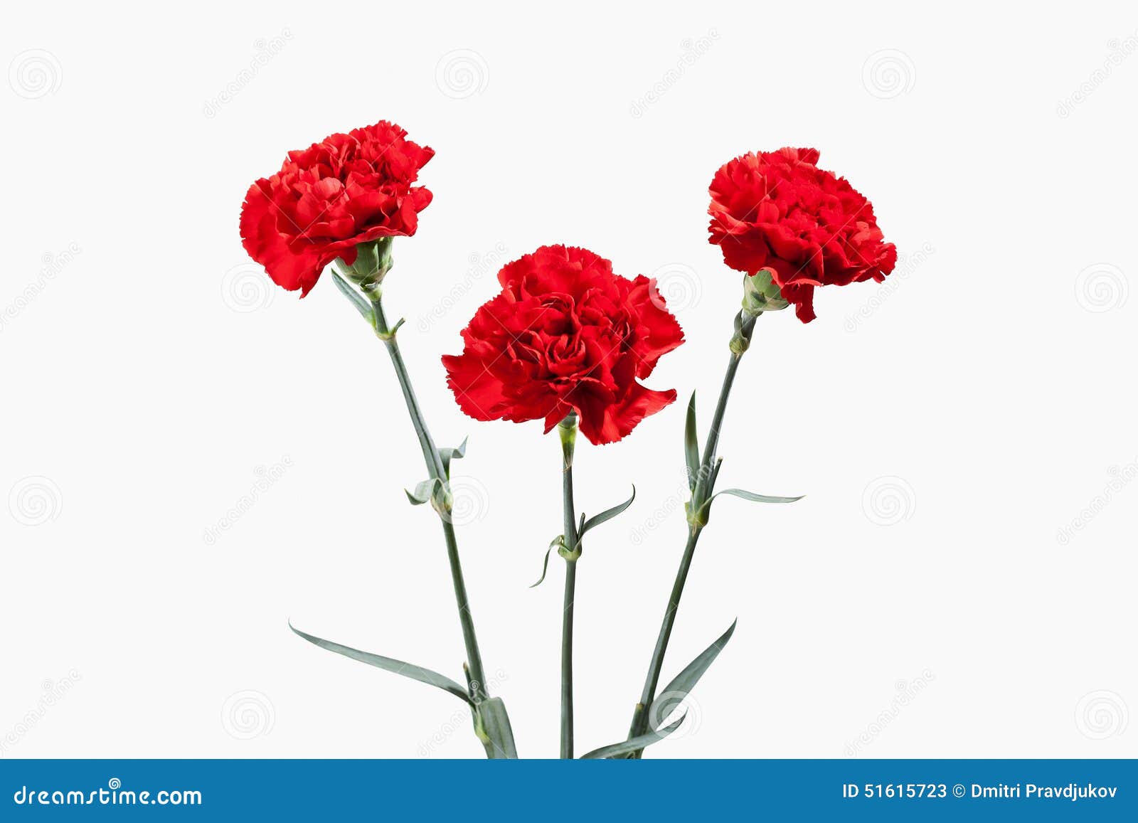 Flower. Red Carnations Bouquet Stock Image Image of flower, blooming