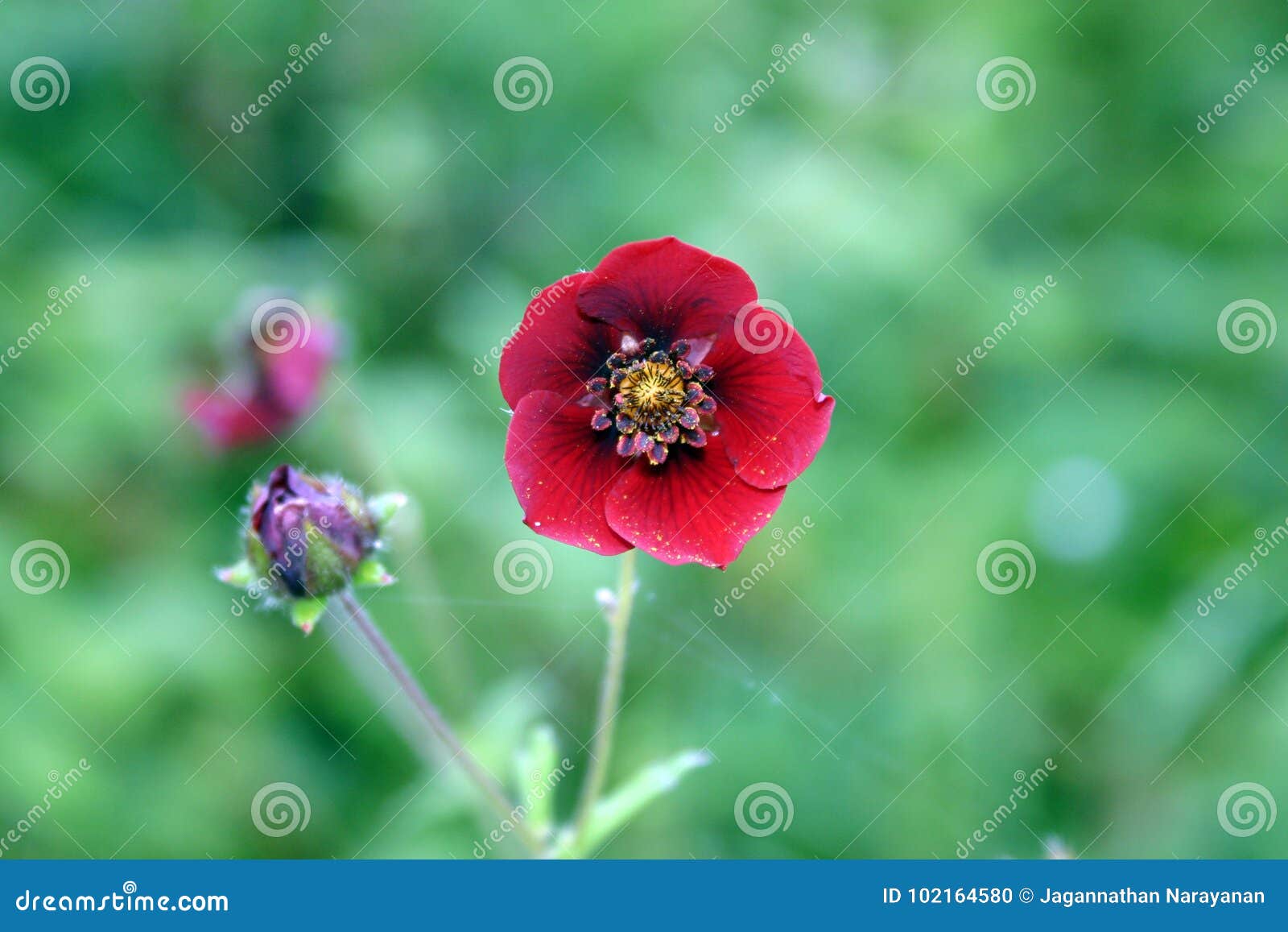 Potentilla Flower Found In The Valley Of Flowers Uttarkhand India Stock Photo Image Of Texture Uttarkhand 102164580