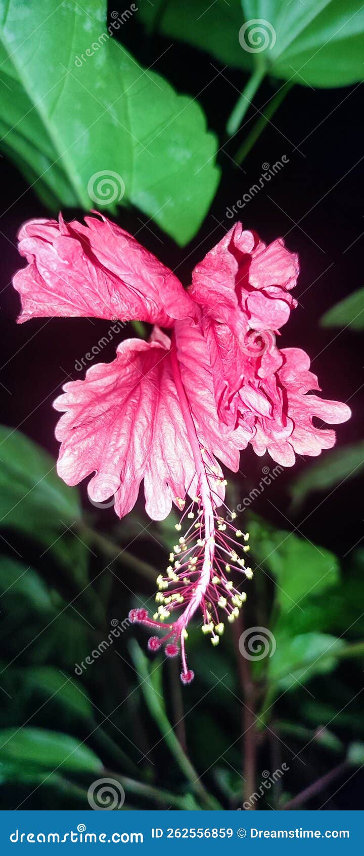 Flower Red Garden in the Night Pink Stock Image Image of pink, flower