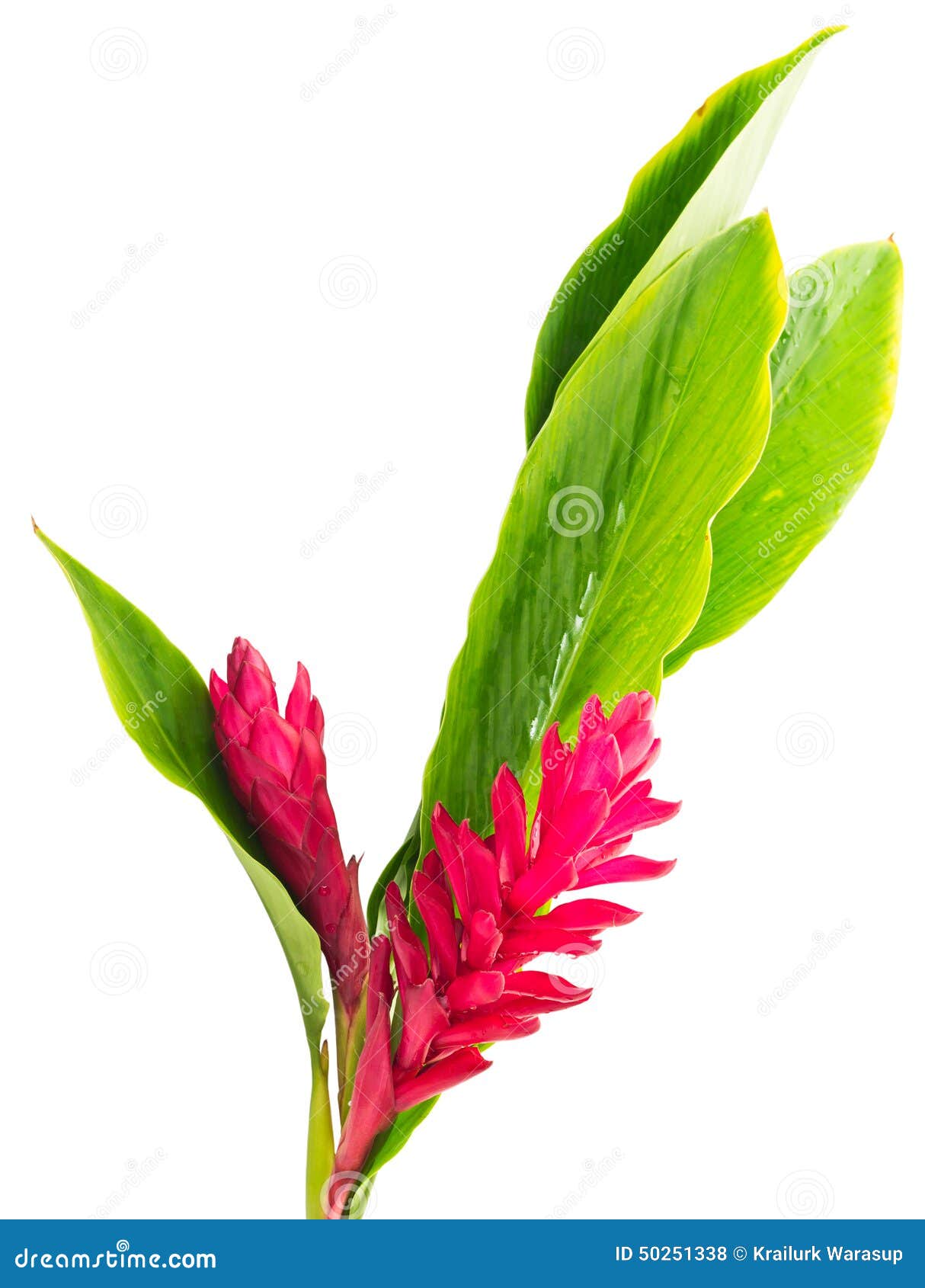 Flower stock photo. Image of background, enironment, close - 50251338