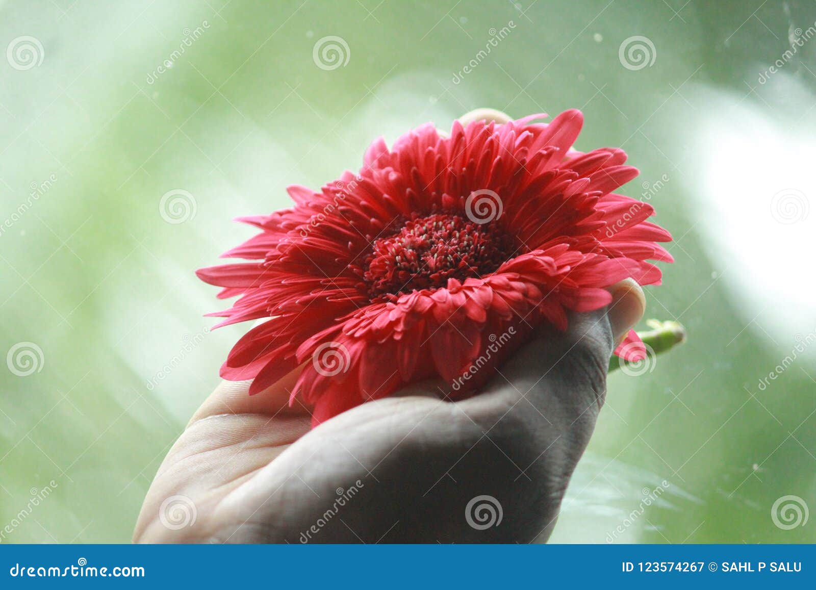 Flower stock image. Image of flower, hand, beautiful 123574267