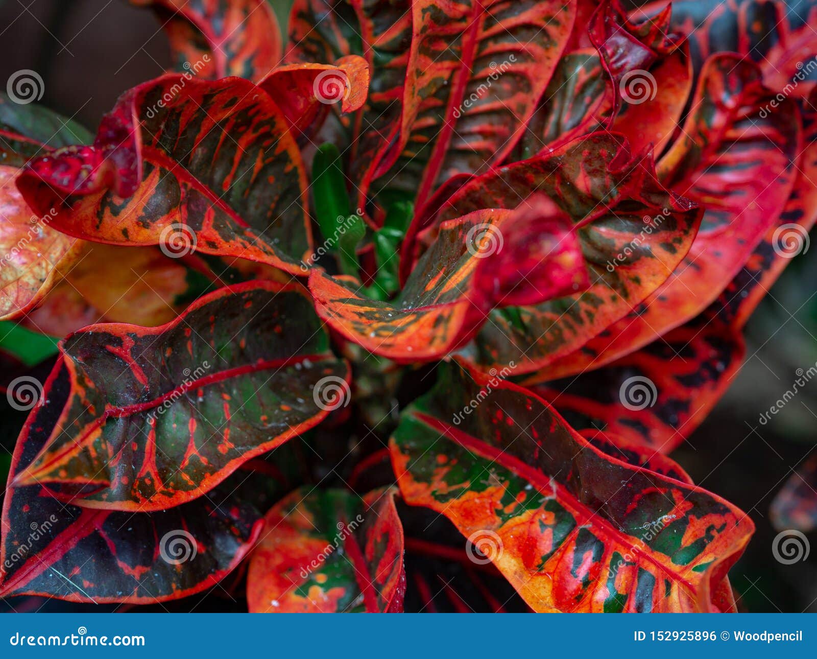 flower red leaves of codiaeum variegatum. close up croton plant