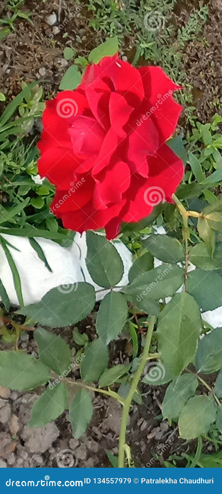 Flower stock image. Image of popular, rose, flower, world 134557979