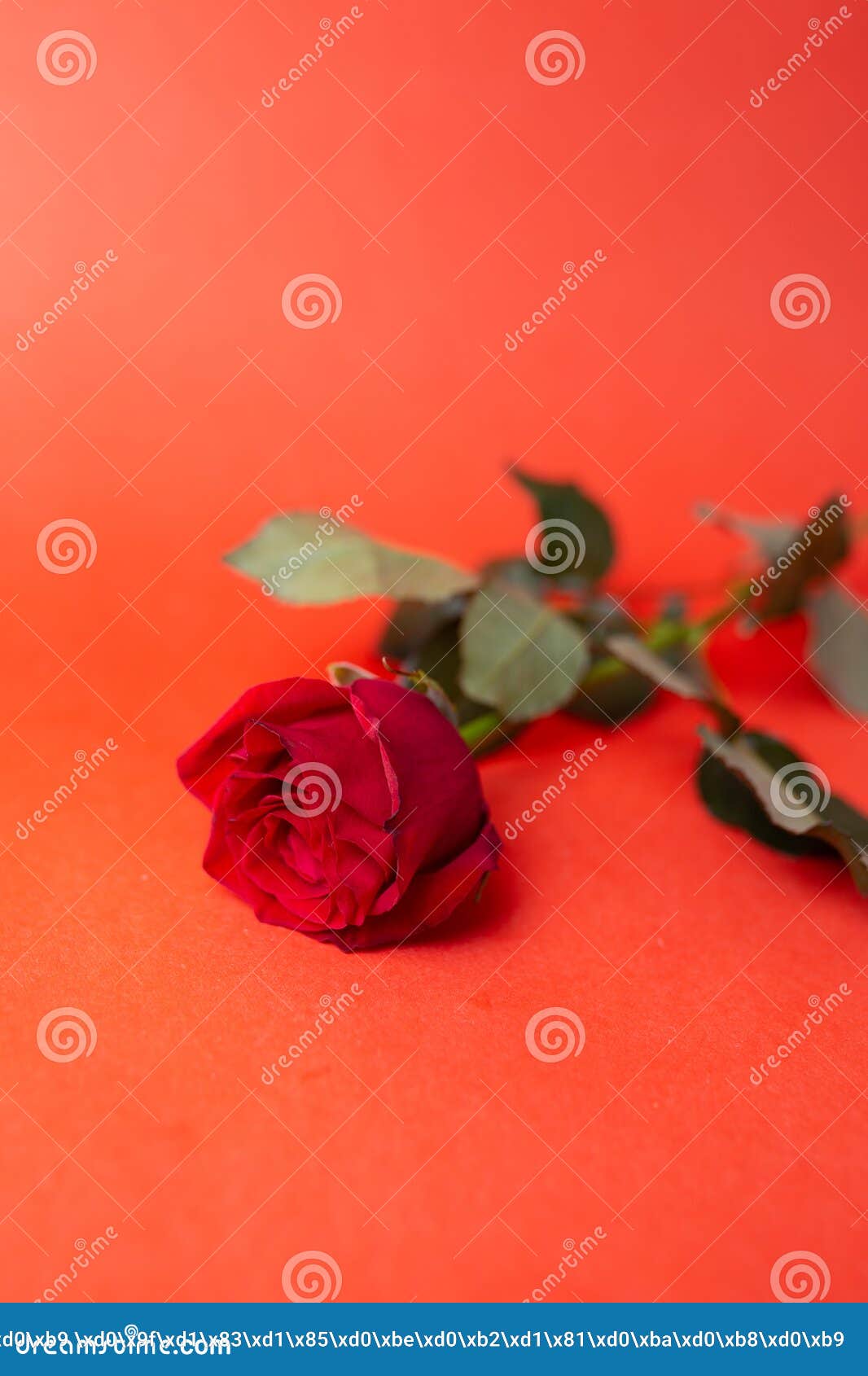 The Flower is a Red Rose with Thorns Lying on a Red Background Stock