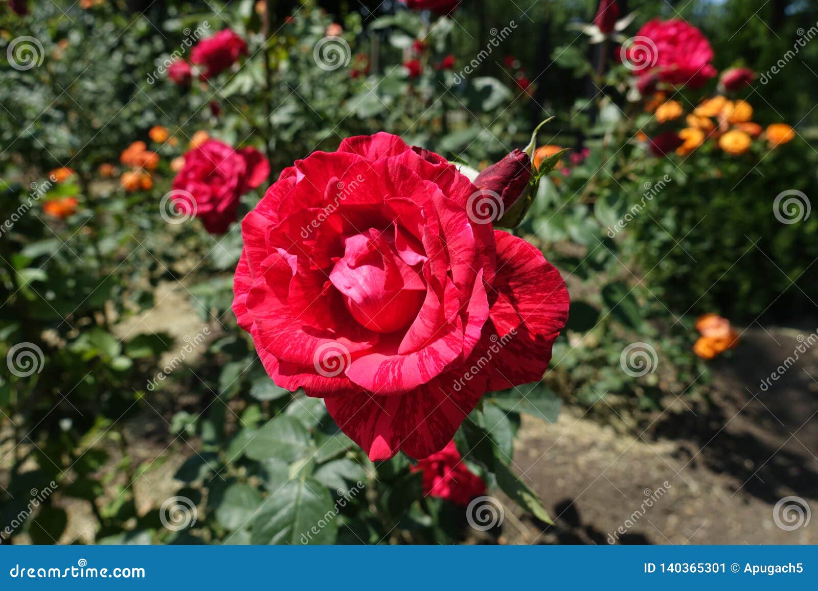 Flower of red striped rose stock image. Image of nature 140365301