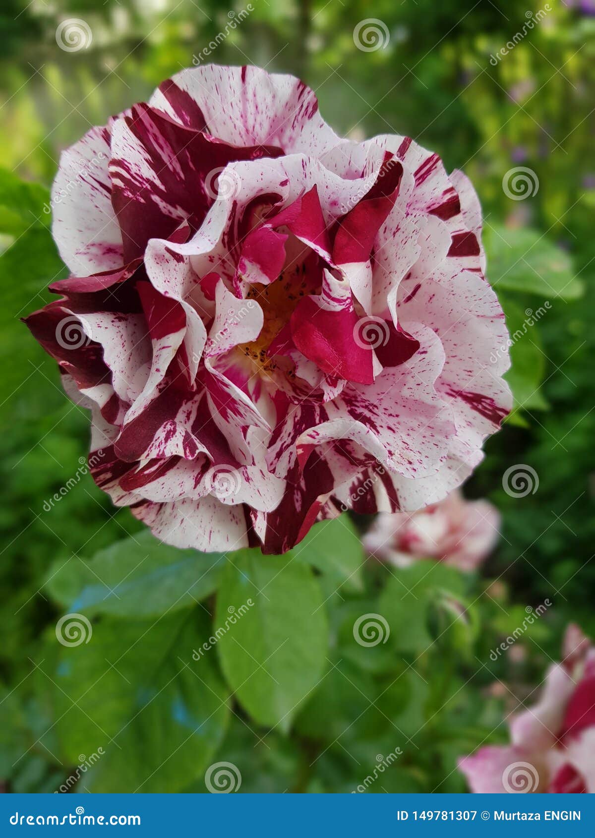 Flower red and white stock image. Image of produce, lilac 149781307