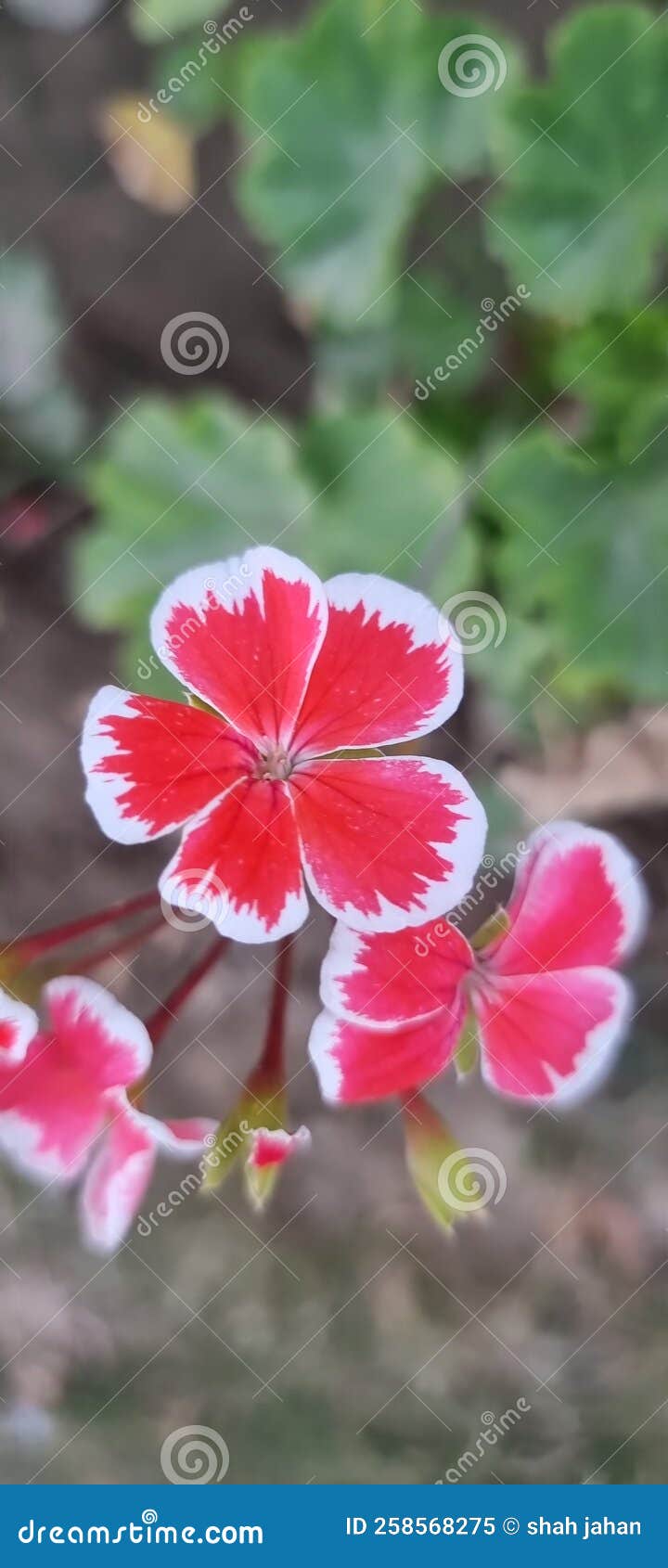 Flower red and white stock image. Image of petal, wildflower 258568275
