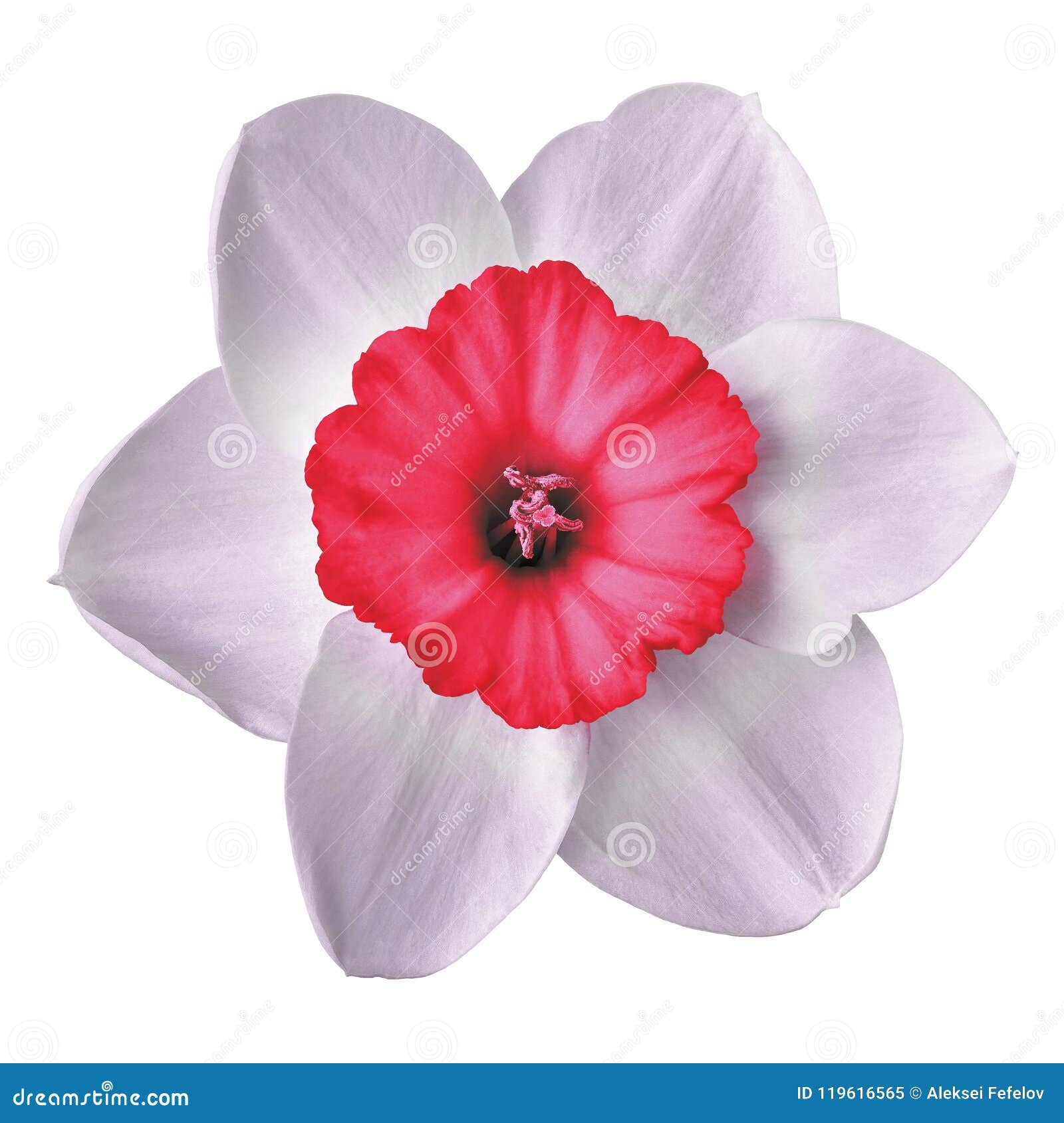 Flower Red White Narcissus, Isolated on a White Background. Close-up ...