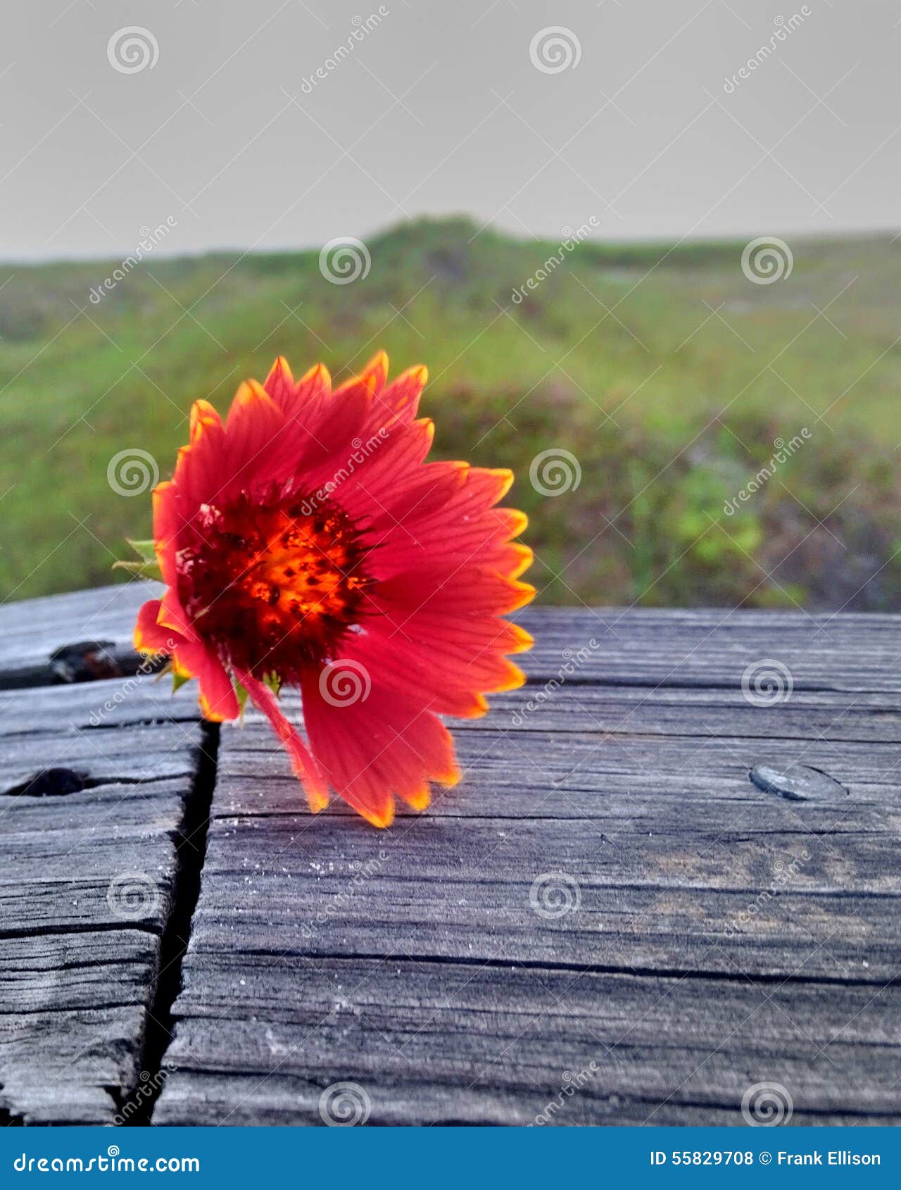 Flower stock photo. Image of beach, yellow, boardwalk 55829708