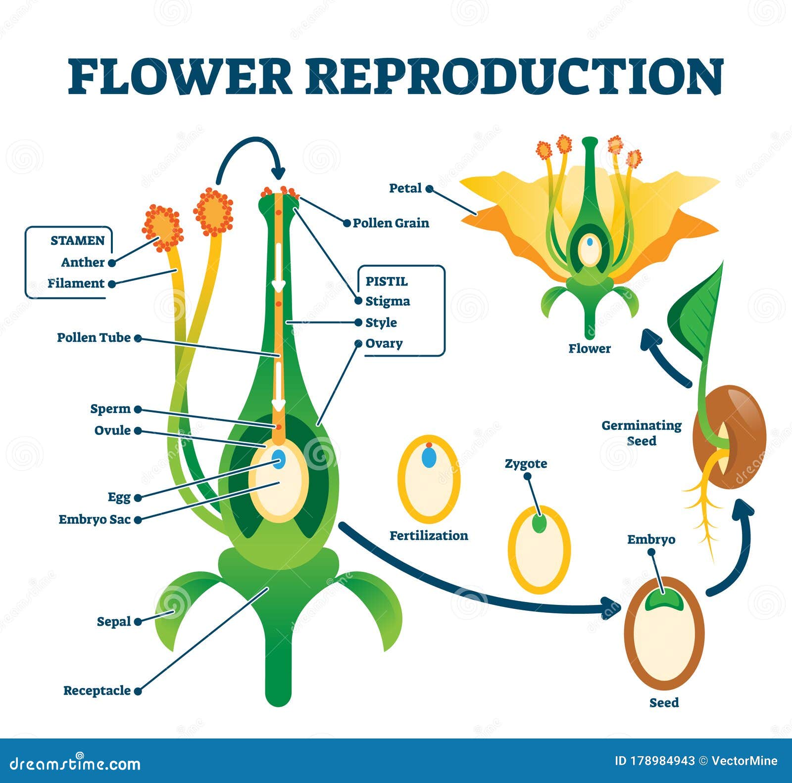 flower reproduction  . labeled process of new plants scheme