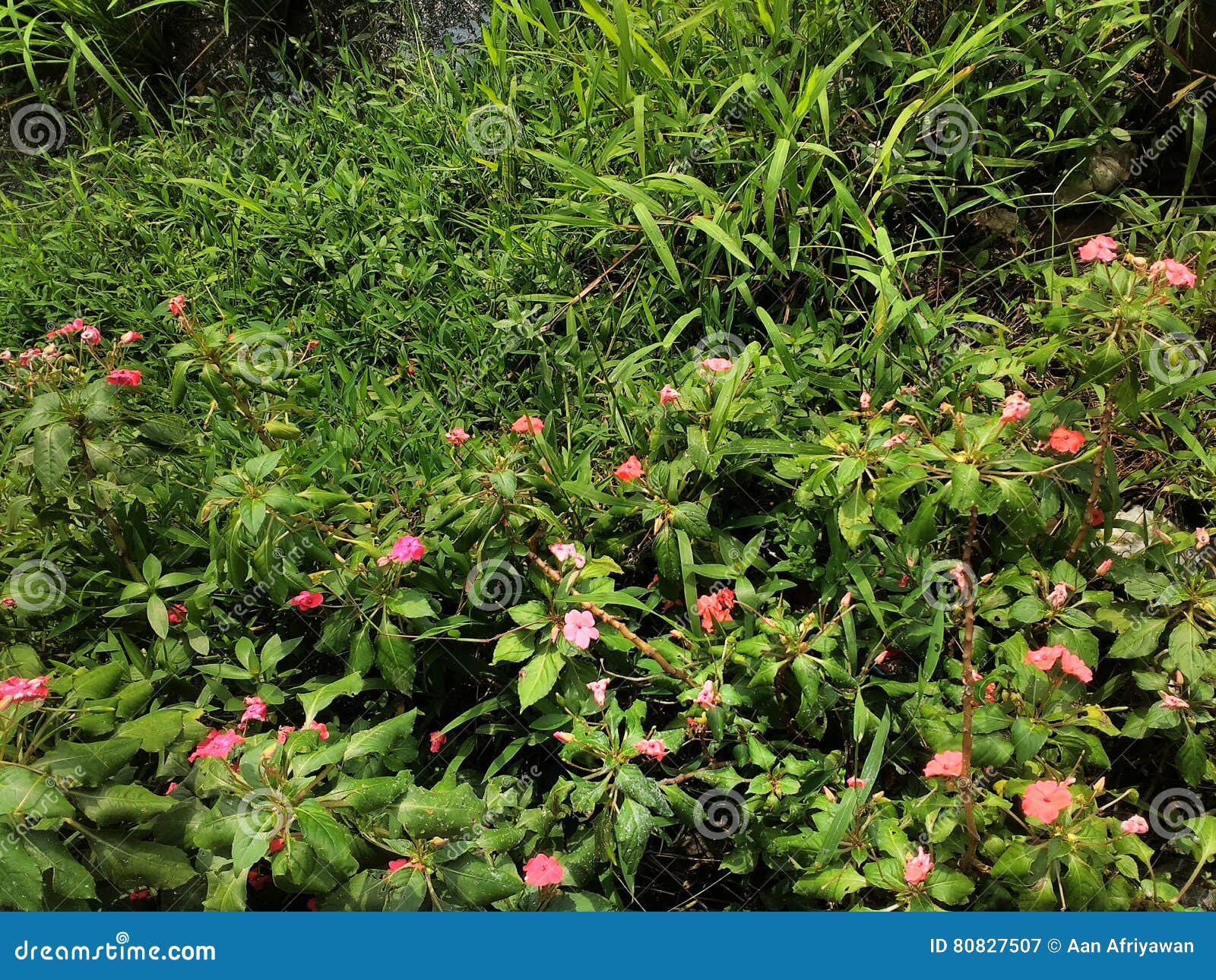 Flower in rice field stock image. Image of landscape 80827507