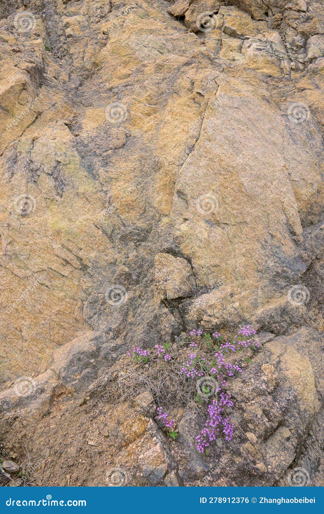 Flower on rock cliff stock photo. Image of nature, flowers 278912376