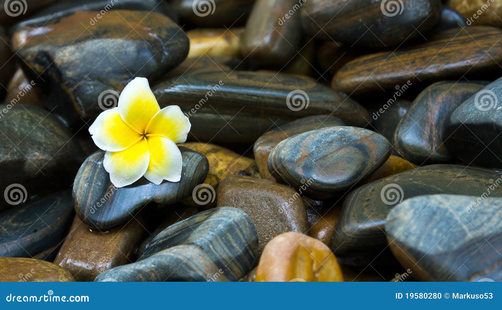 Flower and rocks stock photo. Image of rock, texture 19580280