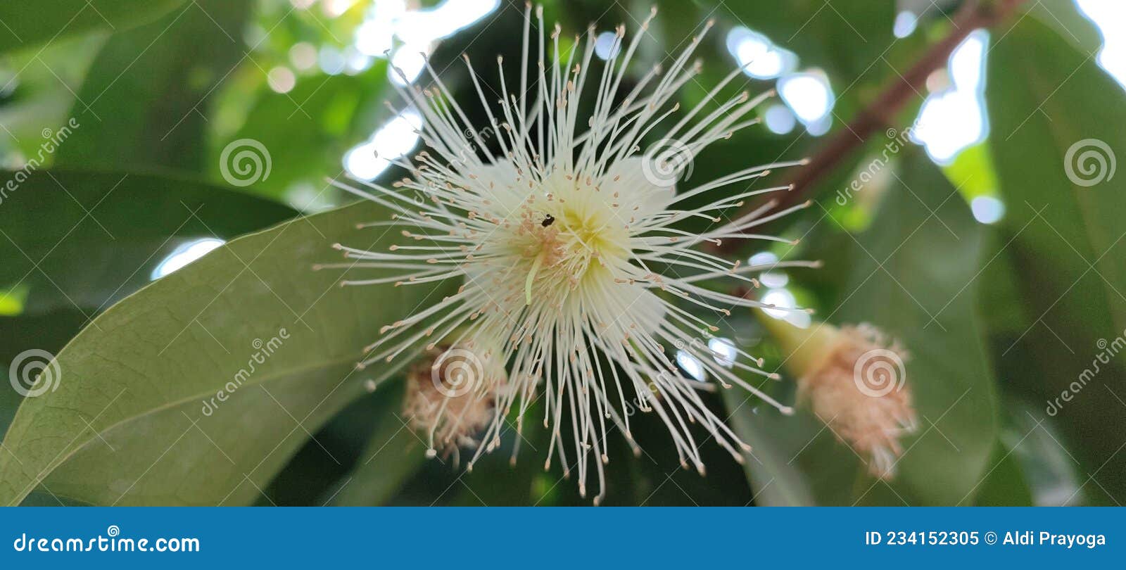 Flower of rose apple fruit stock image. Image of object 234152305