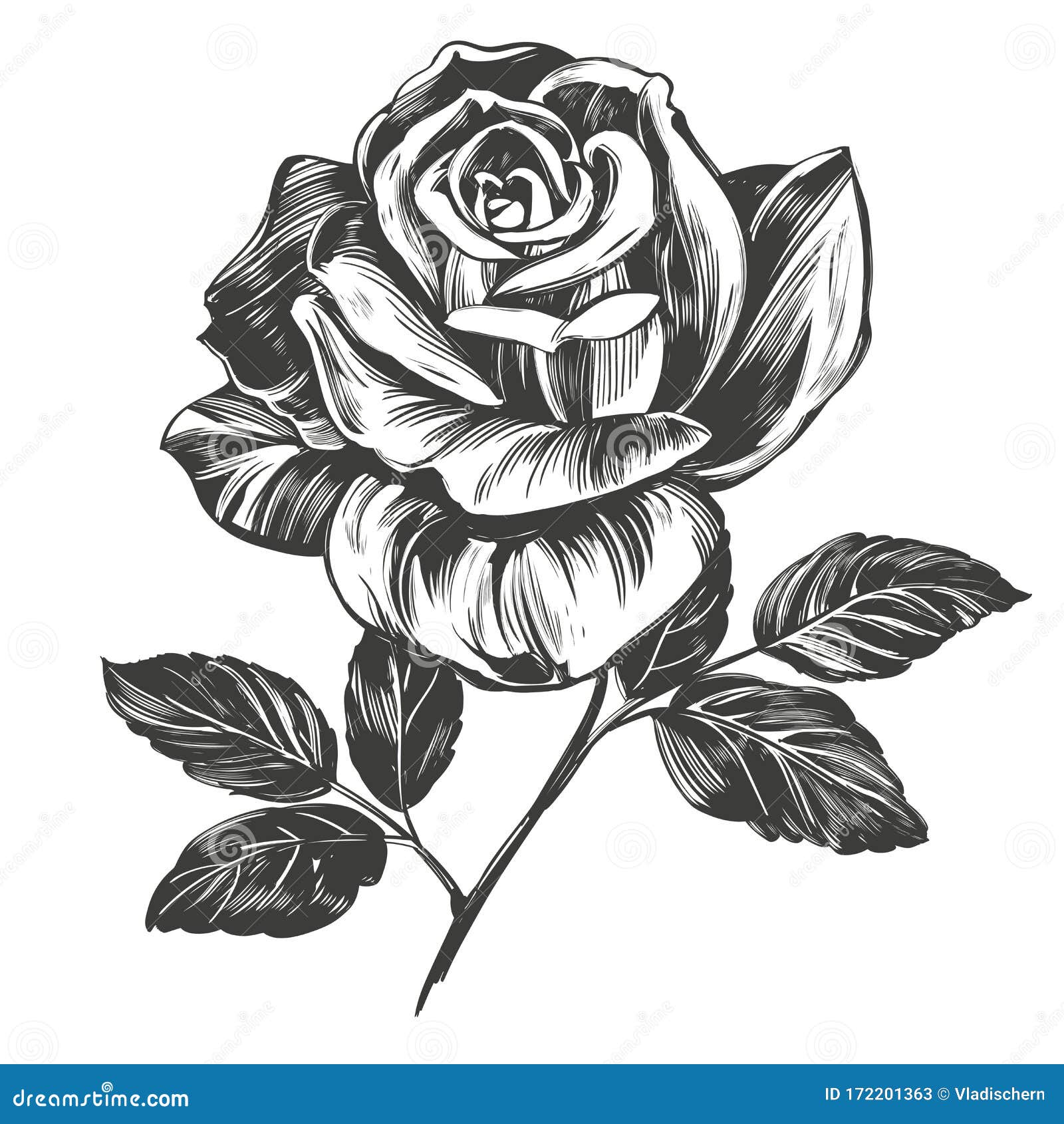 How to draw realistic rose flowerstep by step rose pencil drawing  YouTube
