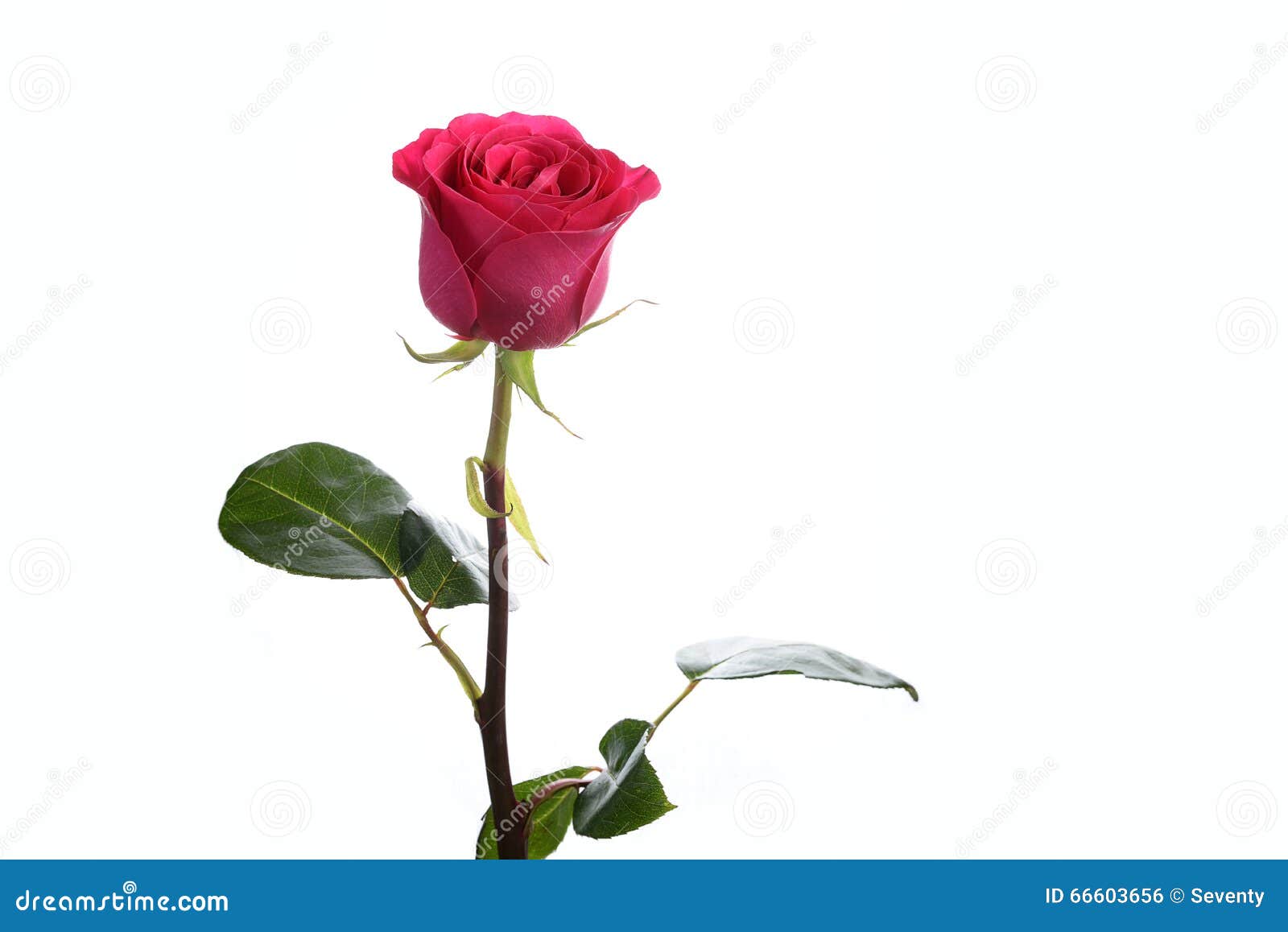 Flower a rose pink Floyd stock photo. Image of background - 66603656