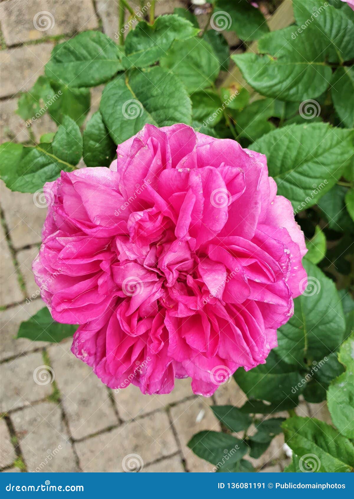 Flower, Rose, Plant, Rose Family Picture. Image 136081191