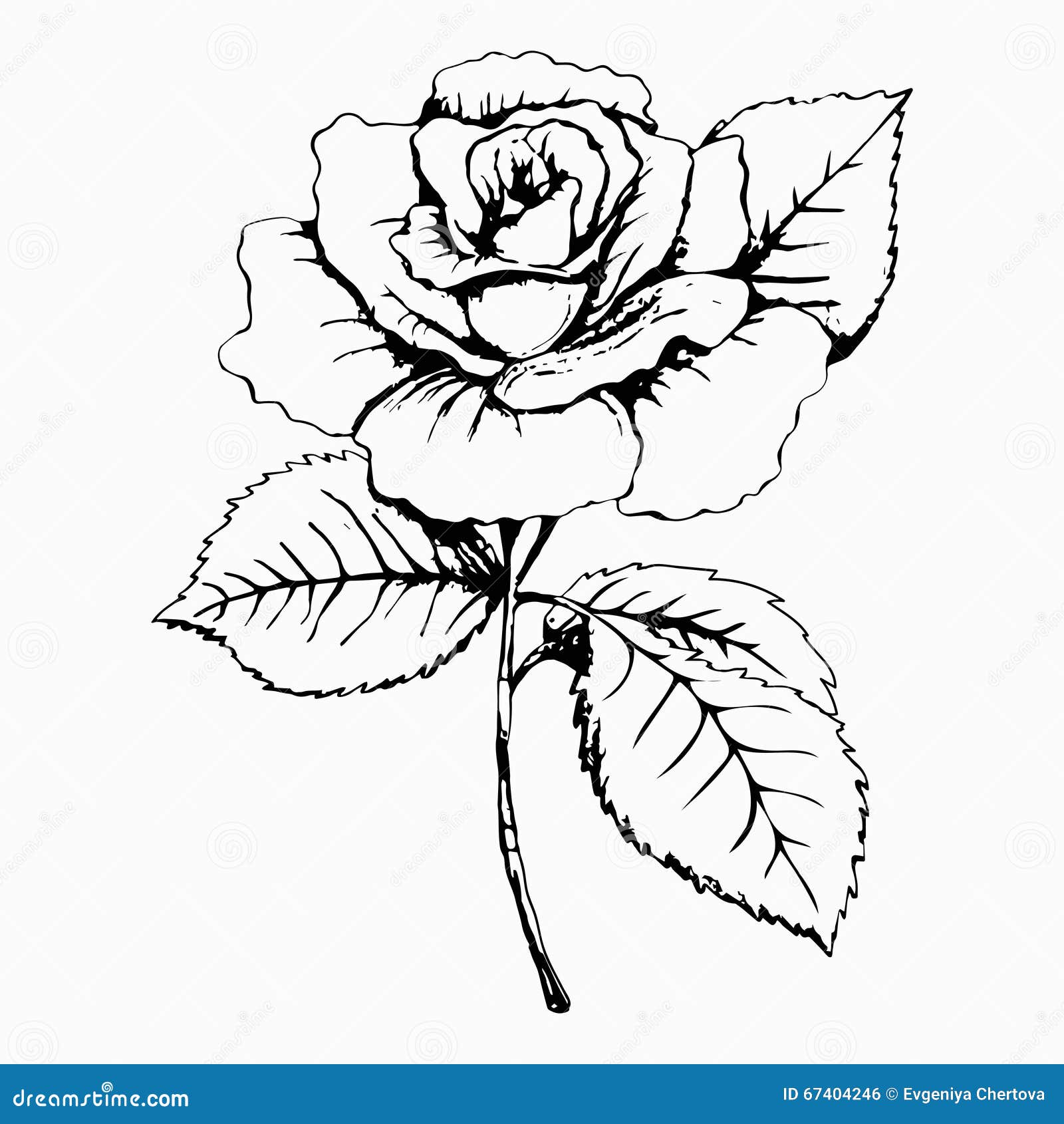 How To Draw A Rose? A Step-By-Step Tutorial For Kids