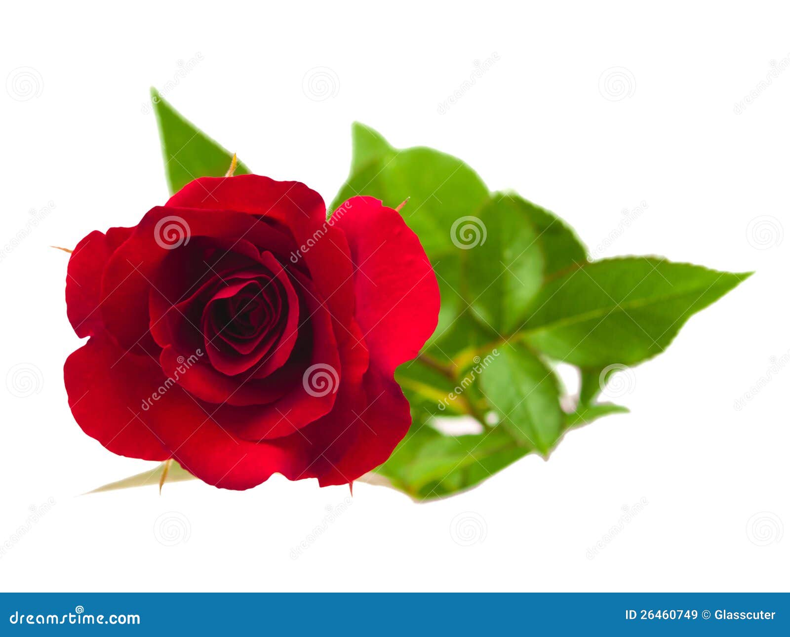 A flower of roses. stock image. Image of passion, perfection - 26460749