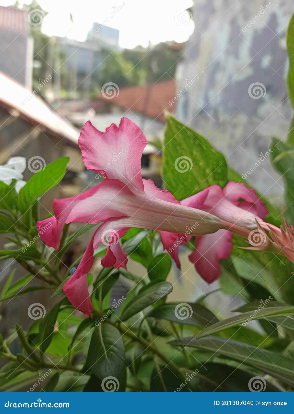 The Flower& X27;s in Jakarta Stock Photo Image of plant, flower