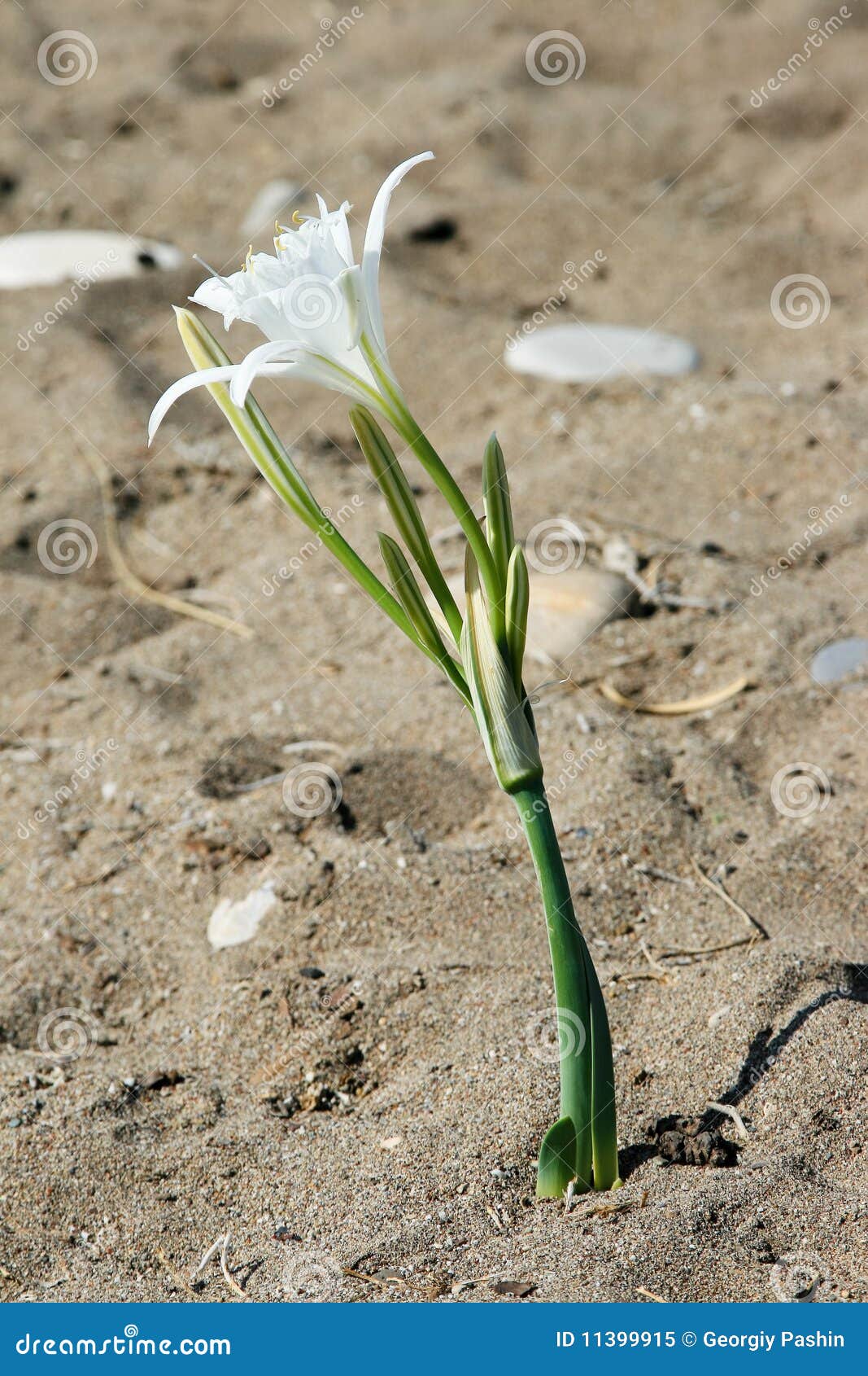 Flower in Sand stock image. Image of close, summer, island 11399915