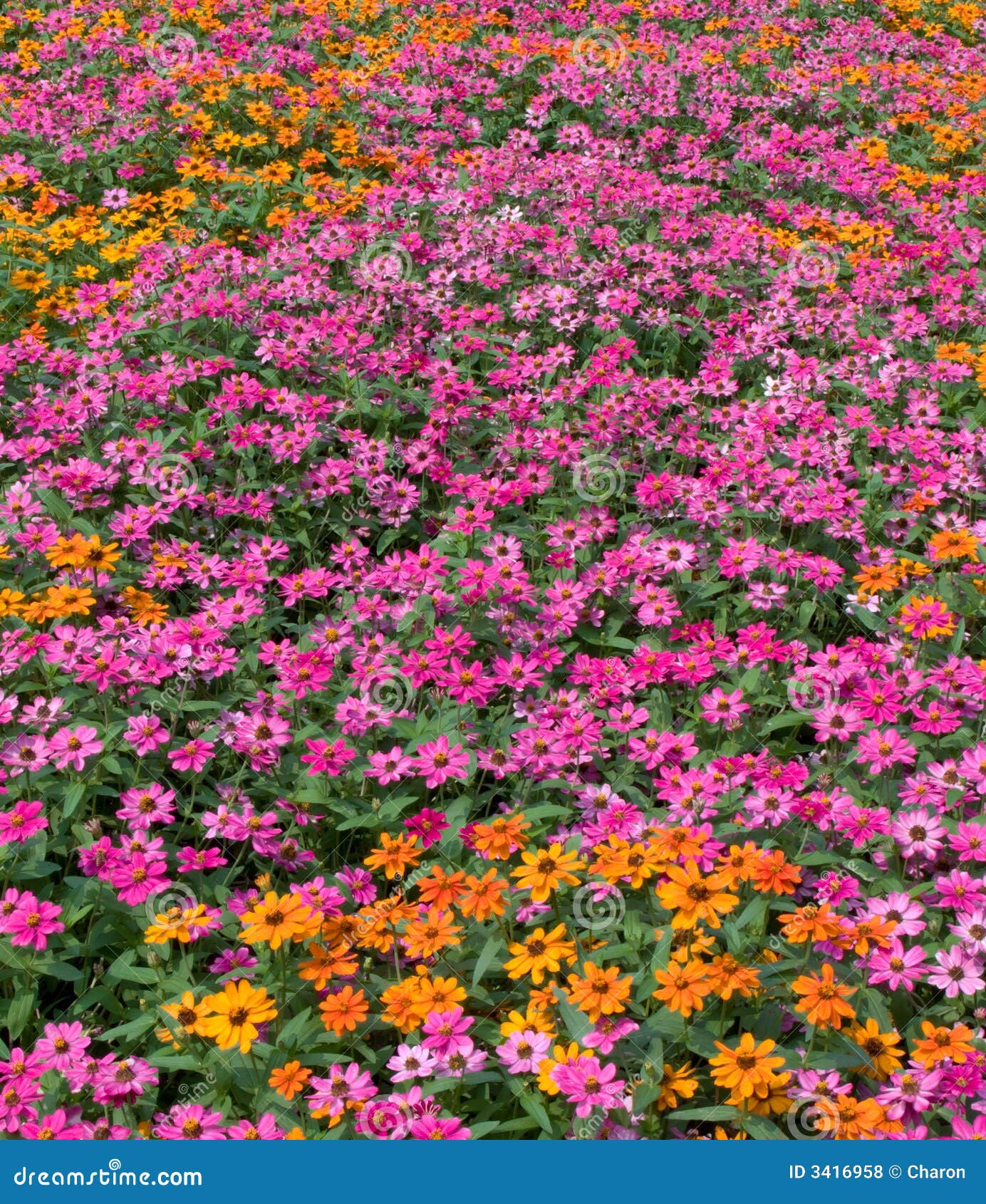 Flower Sea Colorful Flowerbed Royalty Free Stock Photos 