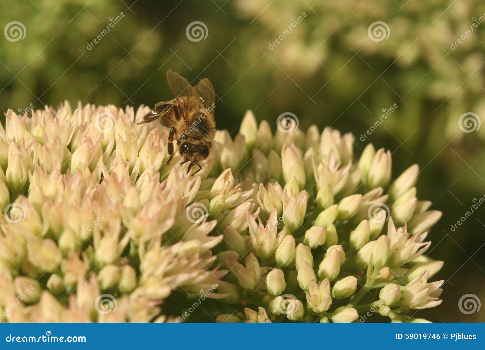 Flower sedum with bee stock photo. Image of nature, floral 59019746