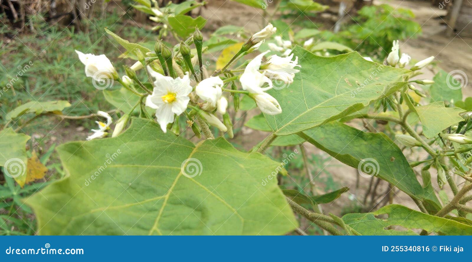 Flower Seeds that Grow in the Forest Stock Photo - Image of forest