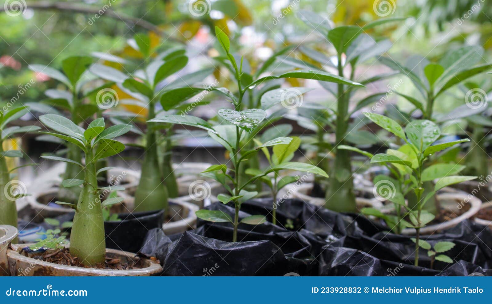 Flower seeds of plumeria stock photo. Image of plumeria 233928832