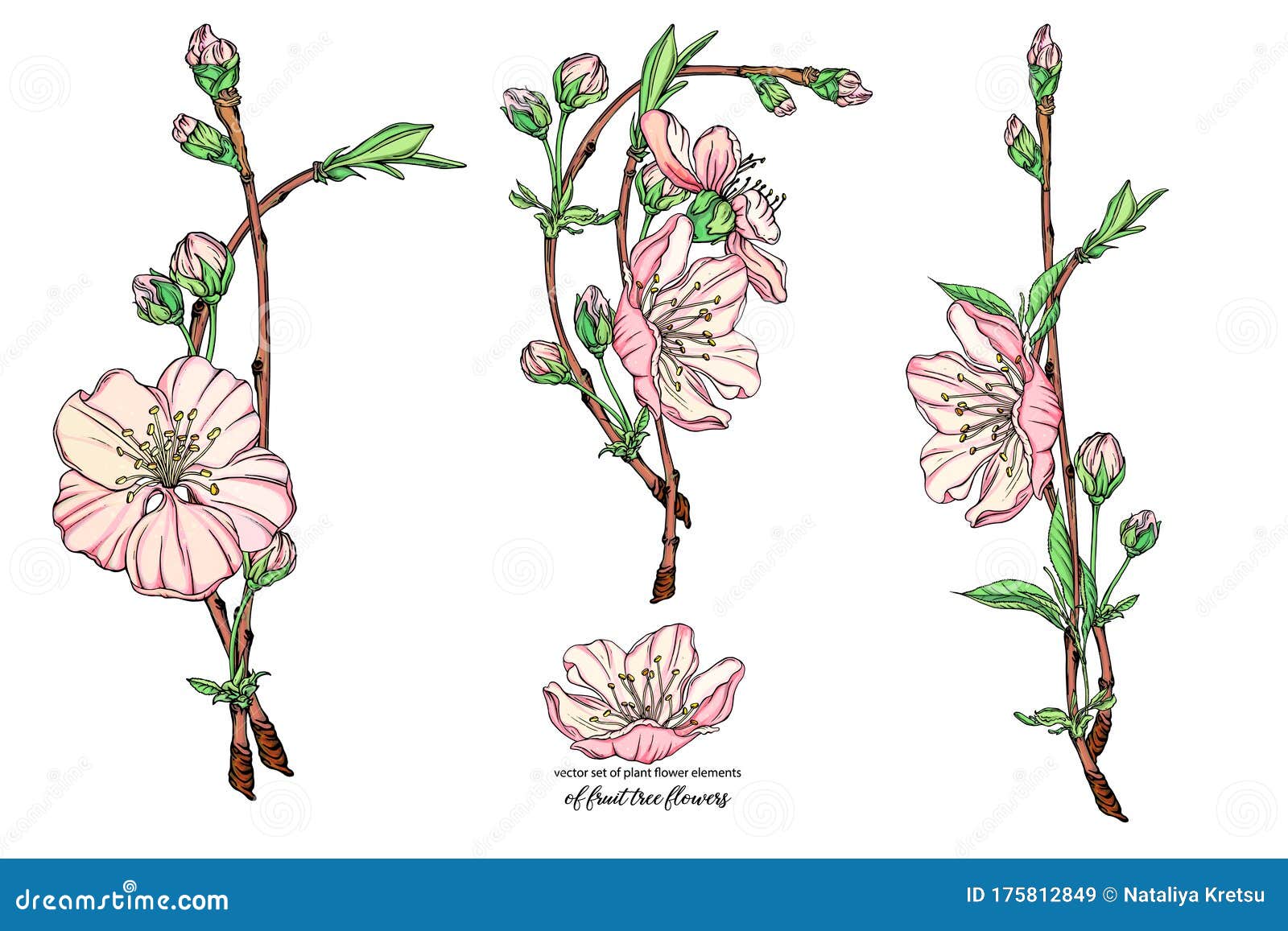 Flower Set with Delicate Flowers, Blooming Branch Stock Vector