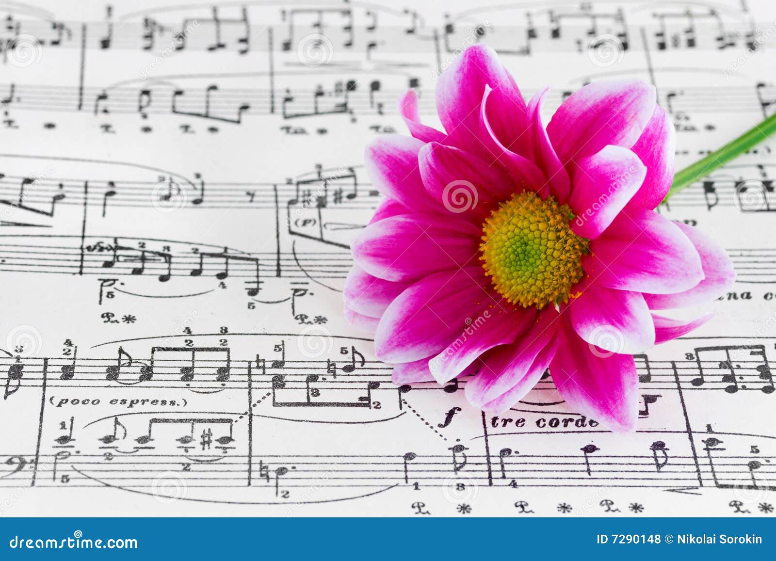 Flower on sheet music stock photo. Image of chrysanthemum 7290148