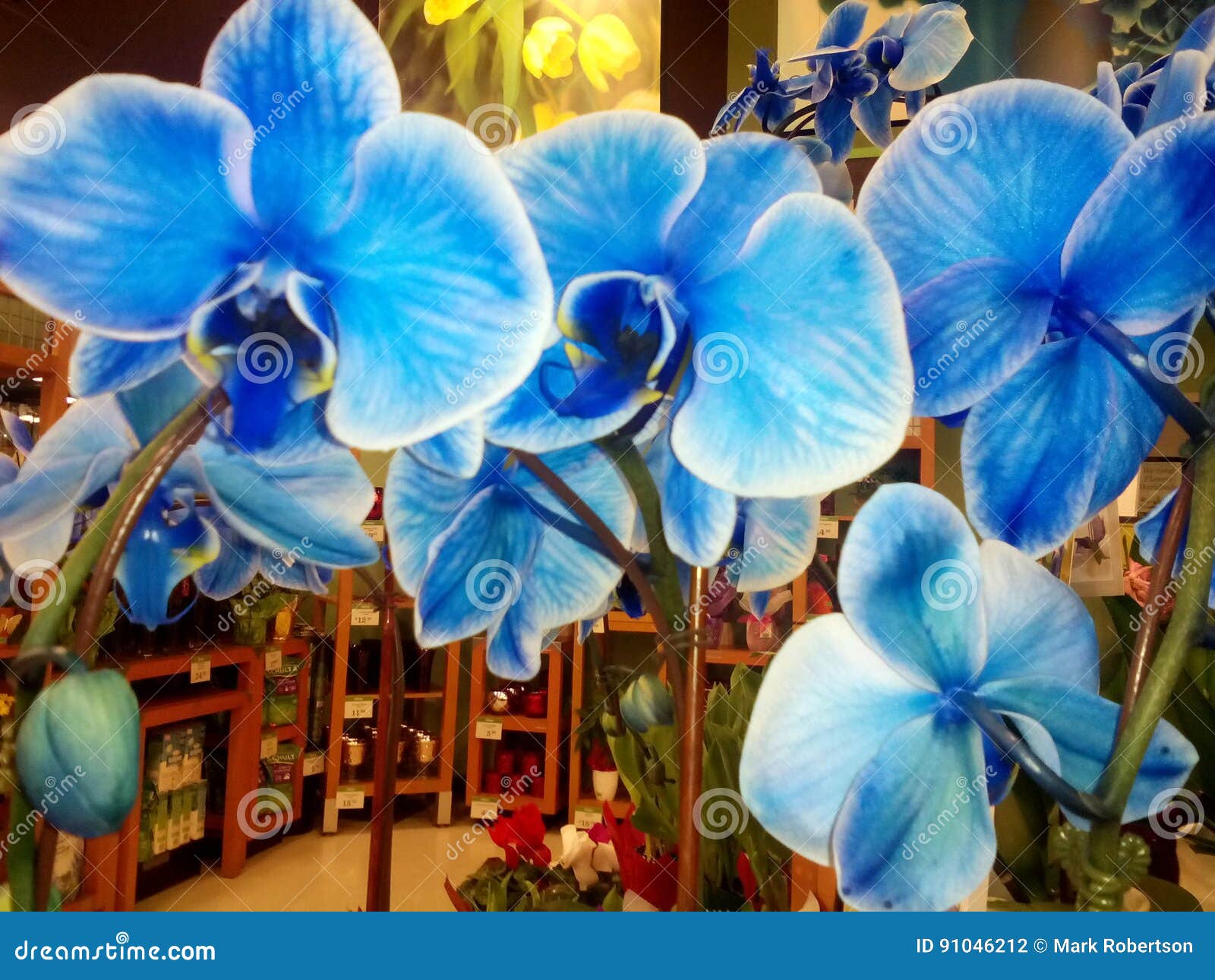 Flower shop blue orchids stock photo. Image of shop, flower 91046212