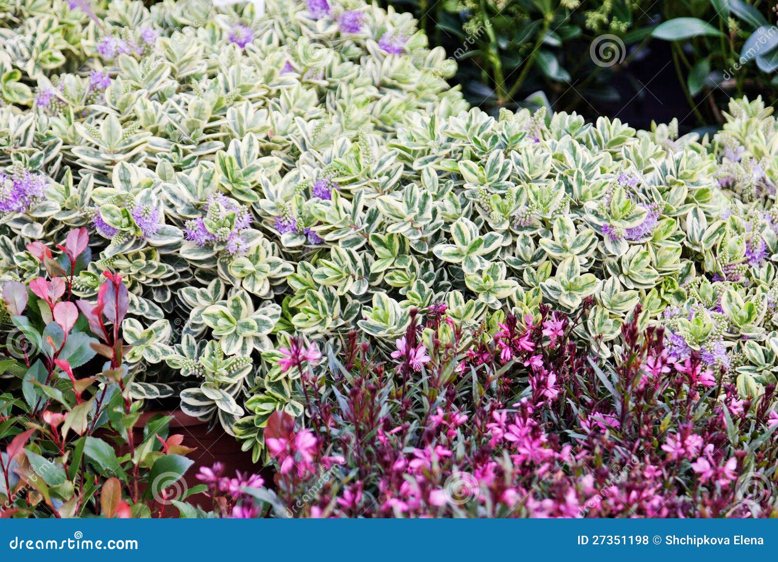 Flower shop in Holland stock photo. Image of outdoor 27351198