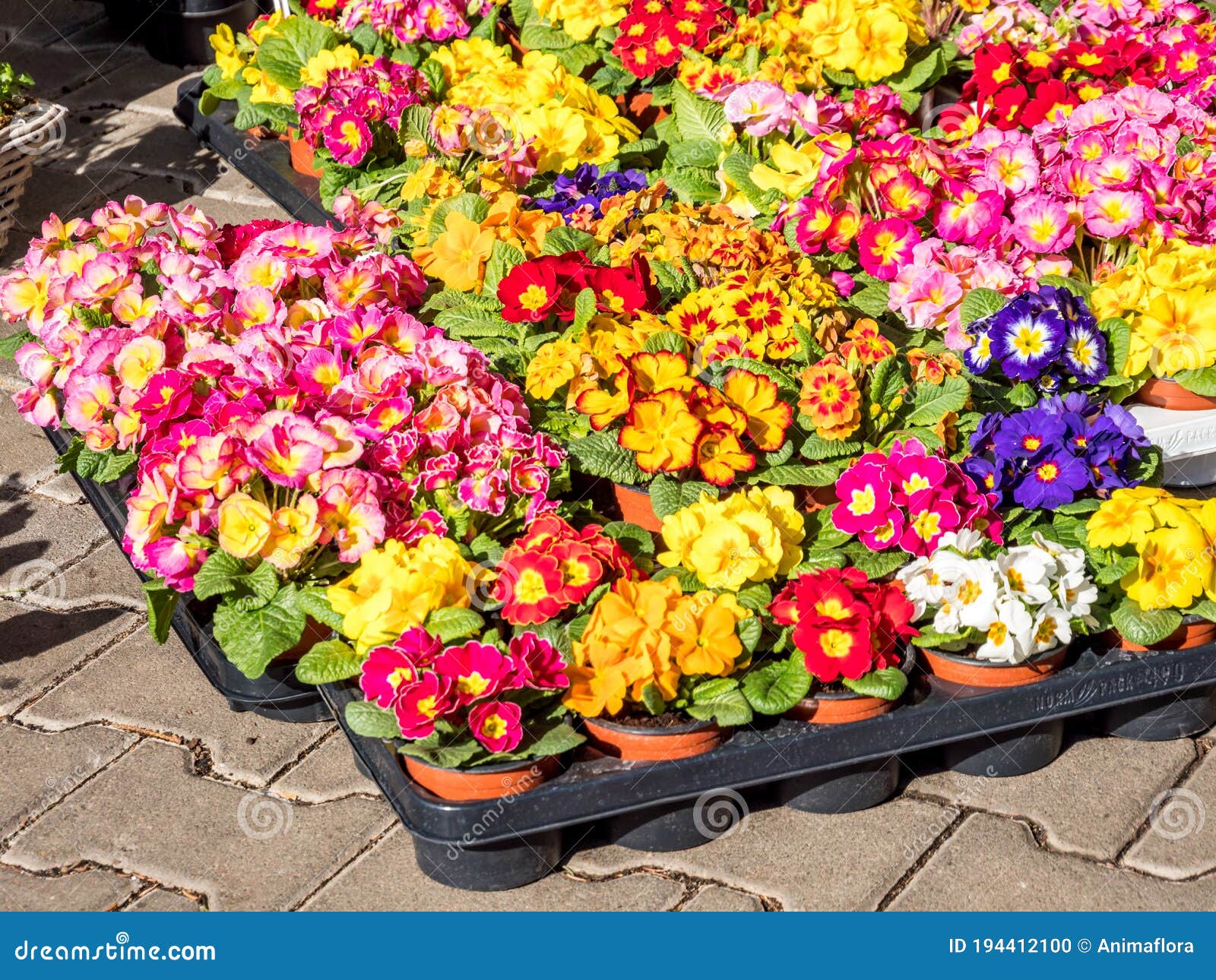 Flower shop in the spring stock photo. Image of center 194412100