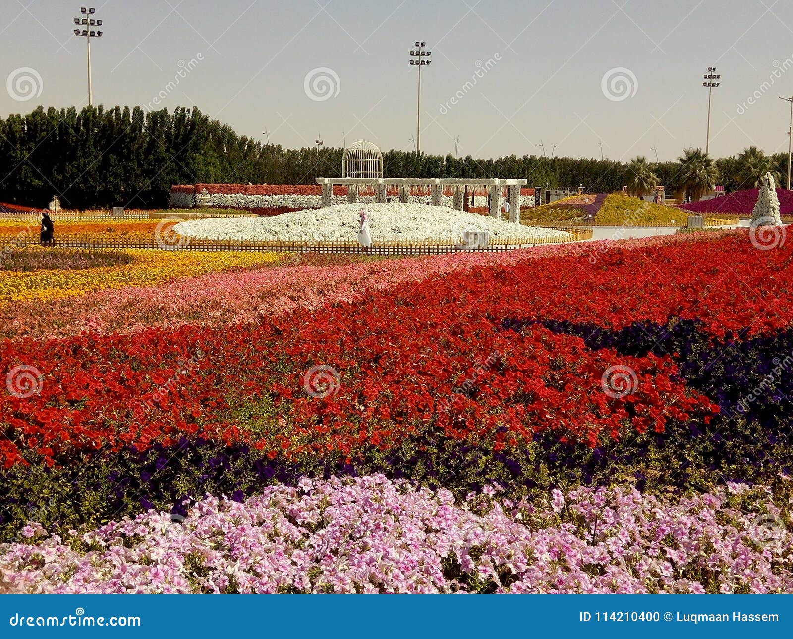 Flower show Yanbu stock photo. Image of show, flower 114210400