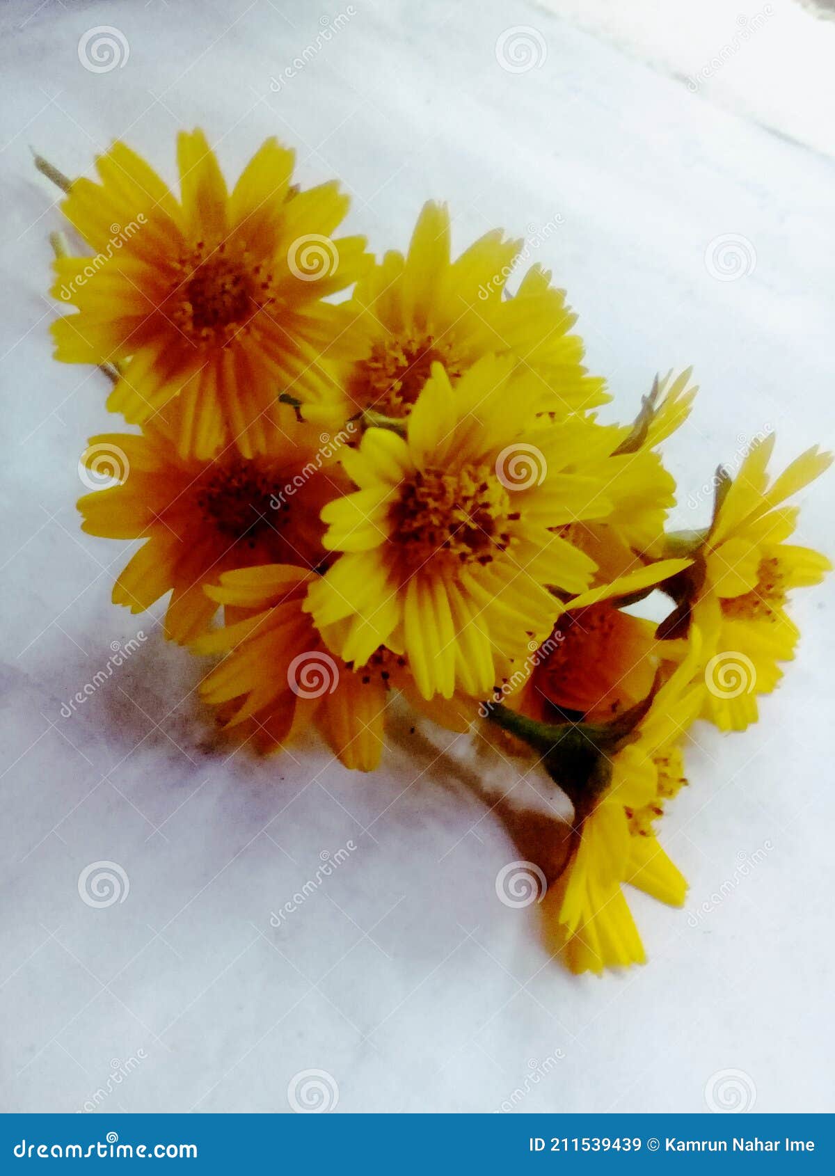Flower shows happiness stock image. Image of yellow 211539439
