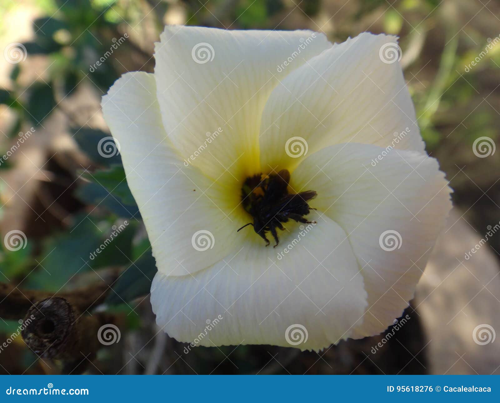 Flower of Sida sp. stock photo. Image of bloom, detail - 95618276