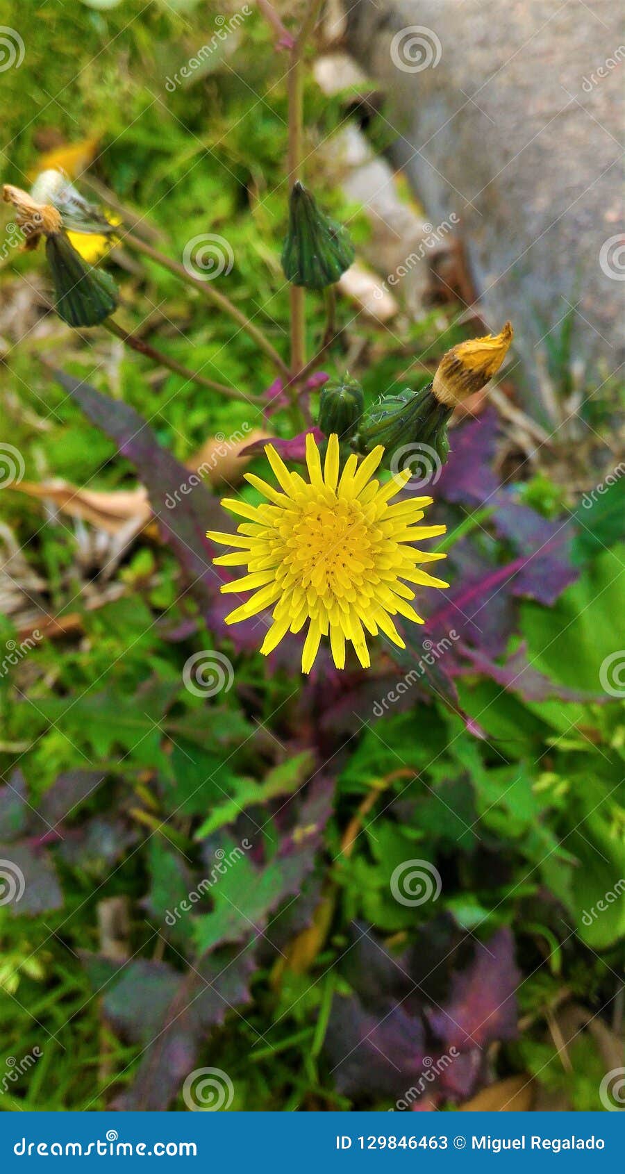 flower on the side of the road